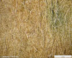 Attēlu rezultāti vaicājumam “Erysimum hieracifolium”