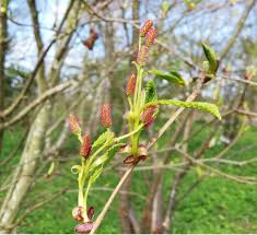 Attēlu rezultāti vaicājumam “Alnus incana female flower”