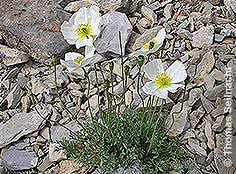 Image result for Alpenmohn