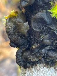 Attēlu rezultāti vaicājumam “Leptogium saturninum”