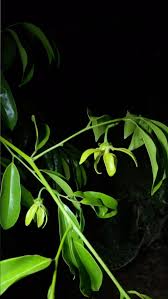 Attēlu rezultāti vaicājumam “Tubifera montana young”