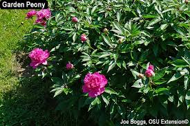 Attēlu rezultāti vaicājumam “Paeoniaceae”