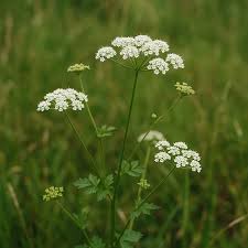 Attēlu rezultāti vaicājumam “Pimpinella saxifraga leaf”