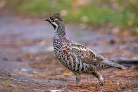 Attēlu rezultāti vaicājumam “Tetrastes bonasia female”