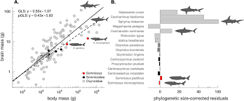 Image result for Somniosus pacificus