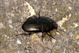 Attēlu rezultāti vaicājumam “Amara sp.”