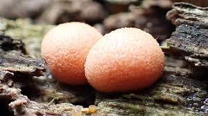 Attēlu rezultāti vaicājumam “Lycogala cf. fossiculatum macro”