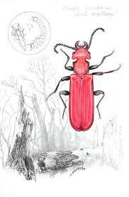 Attēlu rezultāti vaicājumam “Cucujus cinnaberinus”