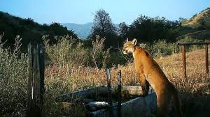 Image result for Craigmount Cougars