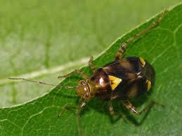 Attēlu rezultāti vaicājumam “Closterotomus biclavatus imago”