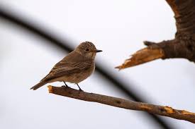 Attēlu rezultāti vaicājumam “Muscicapa striata”