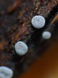 Attēlu rezultāti vaicājumam “Physarum cinereum sessile”