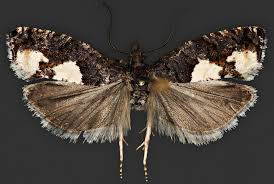 Attēlu rezultāti vaicājumam “Epinotia trigonella”