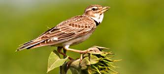 Image result for Melanocorypha calandra