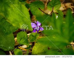 Attēlu rezultāti vaicājumam “Viola reichenbachiana flower”
