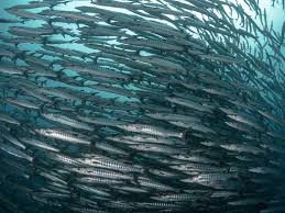 Image result for Dive Barracuda