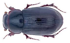 Attēlu rezultāti vaicājumam “Aegialia arenaria”