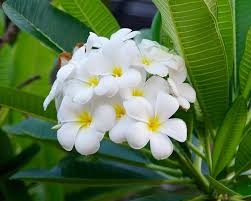 Attēlu rezultāti vaicājumam “Euura acutifoliae”