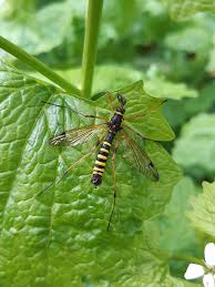 Attēlu rezultāti vaicājumam “Trichocera regelationis”