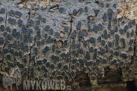 Attēlu rezultāti vaicājumam “Diatrype disciformis”