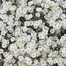 Image result for cerastium tomentosum