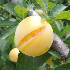 Attēlu rezultāti vaicājumam “Prunus (plum-tree) fruit”