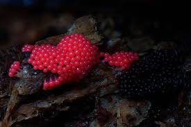 Attēlu rezultāti vaicājumam “Trichia scabra sessile”