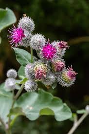Attēlu rezultāti vaicājumam “Arctium tomentosum”