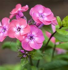 Image result for Phlox (großblumig)