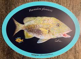 Image result for Haemulon plumierii