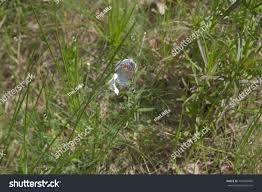 Attēlu rezultāti vaicājumam “Agrodiaetus amandus female”