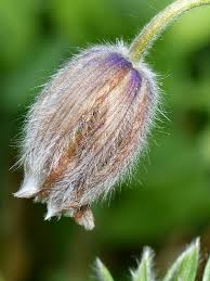 Attēlu rezultāti vaicājumam “Pulsatilla pratensis bud”
