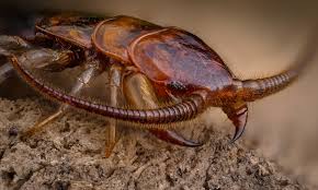 Attēlu rezultāti vaicājumam “Lithobius forficatus”