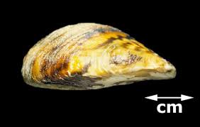 Attēlu rezultāti vaicājumam “Dreissena polymorpha”