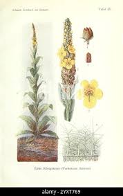 Attēlu rezultāti vaicājumam “Verbascum thapsus fruit”