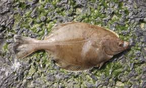 Image result for Paralichthys dentatus