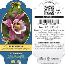 Image result for Aquilegia caerulea