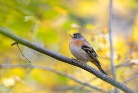 Attēlu rezultāti vaicājumam “Fringilla montifringilla”