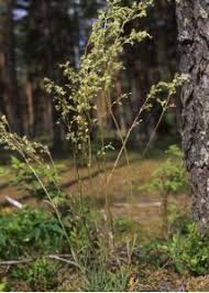 Attēlu rezultāti vaicājumam “Silene wolgensis”