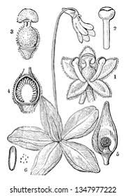 Attēlu rezultāti vaicājumam “Pinguicula vulgaris fruit”