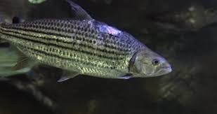 Image result for Goliath Tigerfish