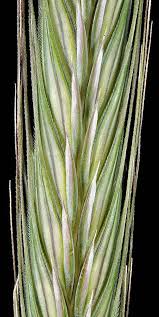 Image result for Secale cereale