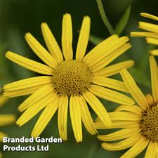 Image result for Buphthalmum salicifolium