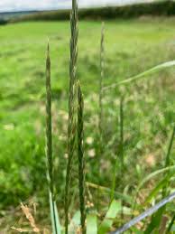 Attēlu rezultāti vaicājumam “Elytrigia repens subsp. arenosa”