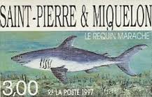 Image result for Lamna nasus