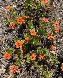 Attēlu rezultāti vaicājumam “Anagallis arvensis”