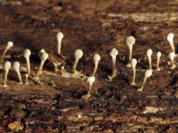 Attēlu rezultāti vaicājumam “Cribraria sp.”