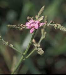 Attēlu rezultāti vaicājumam “Trichia flavicoma stalked”