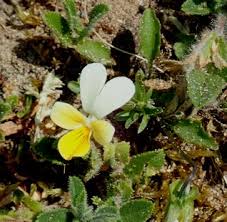 Attēlu rezultāti vaicājumam “Viola tricolor subsp. curtisii bud”
