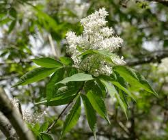 Attēlu rezultāti vaicājumam “Fraxinus pennsylvanica male flower”